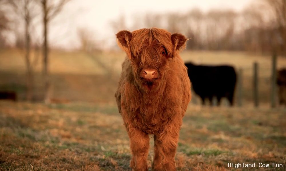 Highland Cows