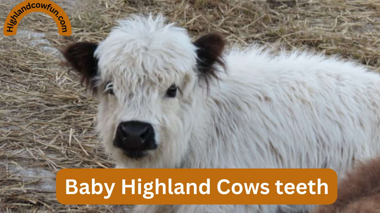 baby highland cow teeth